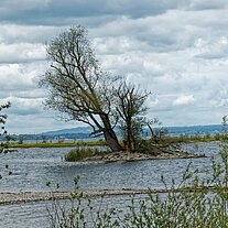 Aulandschaft am Rheinspitz