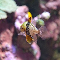 Fisch vor farbigem Hintergrund