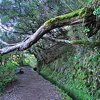 Grüne Hölle am Levada Risco