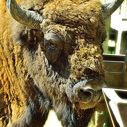 Wisentbulle am Futtertrog