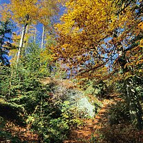 Herbstwald mit Weg