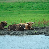 Hochlandrinder dösen