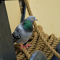 blinder Passagier unser Täubchen