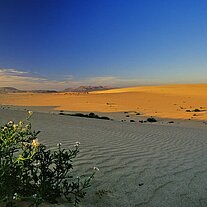 Blick nach Süden Pflanze i. V.