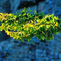 Ast mit Herbstblättern