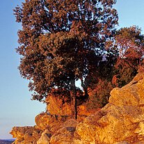 Baum am Felsen im Morgenlicht