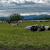 Kühe am Rheinspitz in Österreich