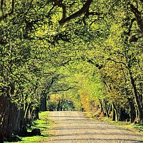 Eichen - Allee mit Tele