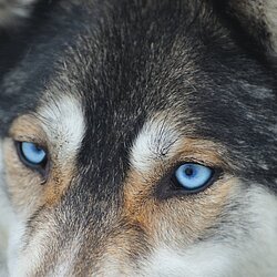 Augen des Husky