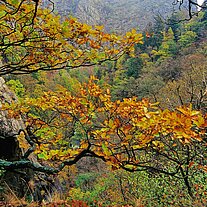 Herbst Ast im Bodetal