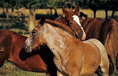 zwei Fohlen kraulen sich
