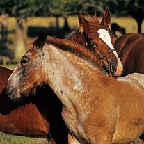 zwei Fohlen kraulen sich