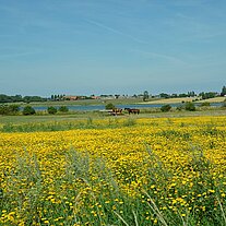 Rapsfeld mit Pferden