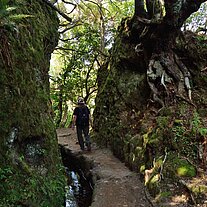 Levada zwischen durch
