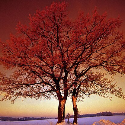 Leitenbaum am Wintermorgen