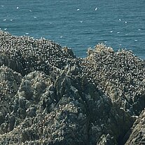 Les Etac Vogelinseln Tölpelkolonien