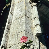 Rose und alte Granitmauer