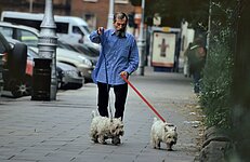 bärtiger Ire führt seine Pudel aus