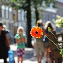 Mohnblume als Tischdeko