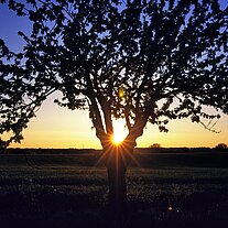 Straßenbaum im Gegenlicht