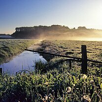 Wiese mit Bach Morgennebel