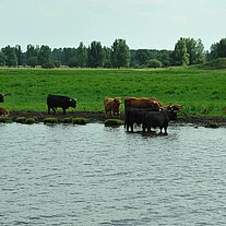 Hochlandrinder am Ufer