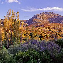 Landschaft Gallura mit Pappeln