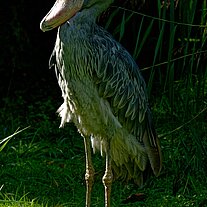 Schuhschnabel (Balaeniceps rex)