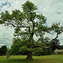 Eiche am Kloster
