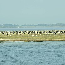 Vogelkolonien am Geller Haken