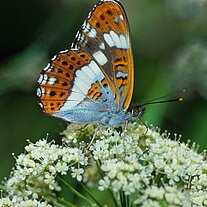 kleiner Eisvogel ( Limenitis camilla )