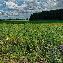 Blumenwiese bei Gudhjem
