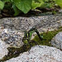 grüne Moosjungfer legt Eier