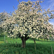 Apfelbaum