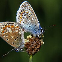 Bläulinge ( Polyommatus icarus )