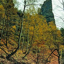 Herbstwald Felsnadel