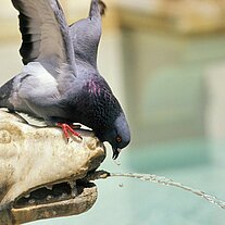 Taube an der Tränke  Siena