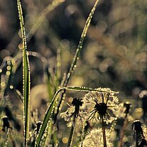 Pusteblumen mit Reif