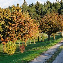 Weg am Obstgarten