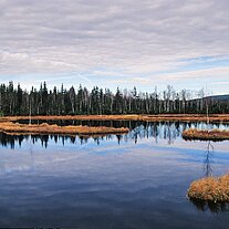 Moorsee im Königsfilz