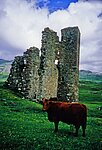 Kuh am Ardvreck Castle