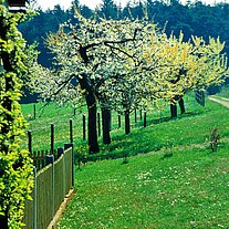 Obstbaumblüte am Grünschusterhof
