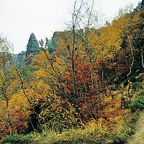 Gabrielensteig Herbstwald