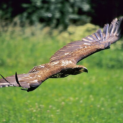 Seeadler fliegt ( Haliaetus leucocephalus )