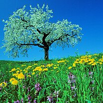 Der Apfelbaum mit Löwenzahn