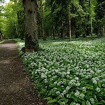 blühender Bärlauch am Rheinspitz in Österreic