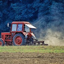Bulldog auf dem Feld
