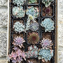 Sukkulenten im Kasten an der Wand