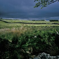 Schafe auf der Weide