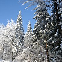 Bäume an der Straße